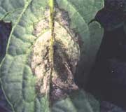 Potato blight