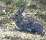 Rabbits