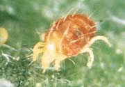 Red spider mite