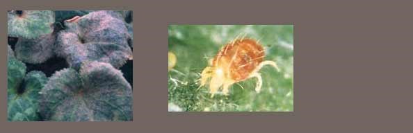 Red spider mite