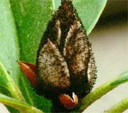 Rhododendron bud blast