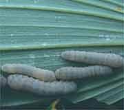 Sawflies
