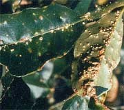 Scab