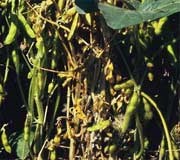 Sclerotinia