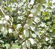Silver leaf