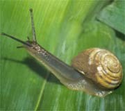 Slugs and snails