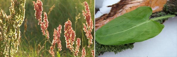 Sorrel
