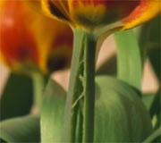 Irregular watering