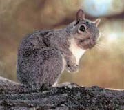 Squirrels