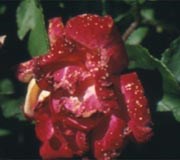Thrips