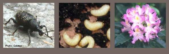 Vine weevils