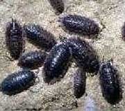 Woodlice