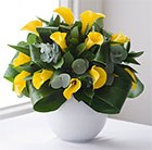 Calla captivated yellow