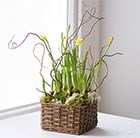 Daffodil basket