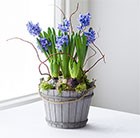 Hyacinth basket