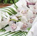 Cymbidium Orchid Spray