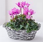 Planted Cyclamen Arrangment