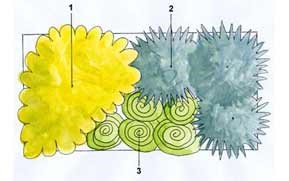 Crocus combinations