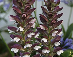 Acanthus mollis (bear's breeches / brank ursine)