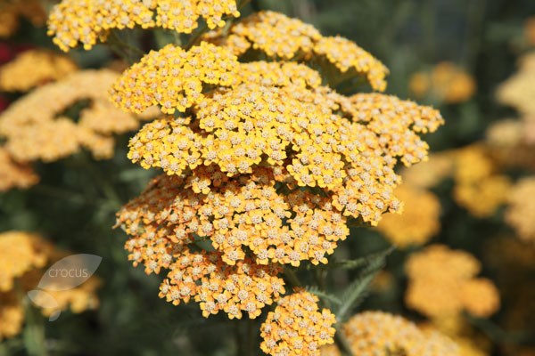 yarrow yarrow