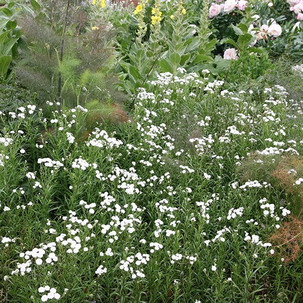 sneezewort