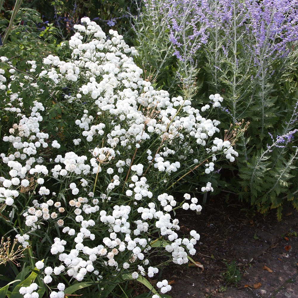 sneezewort