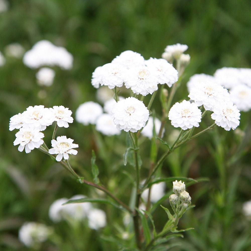 sneezewort