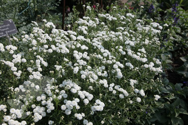 sneezewort