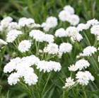 sneezewort