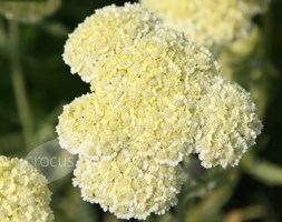 Achillea 'Taygetea' (yarrow)