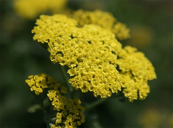 yarrow