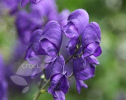 Aconitum 'Spark's Variety' (monkshood)