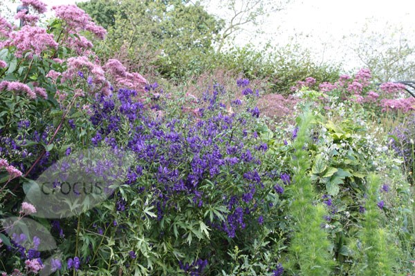 monkshood monkshood