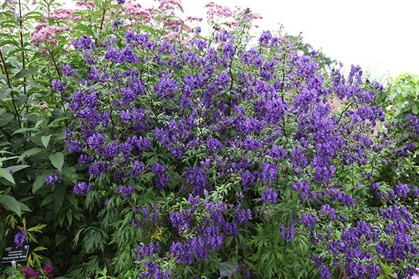 monkshood monkshood