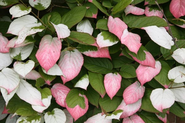 kolomikta vine / michurin actinidia kolomikta vine / michurin actinidia