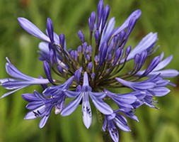 Agapanthus africanus (African lily)