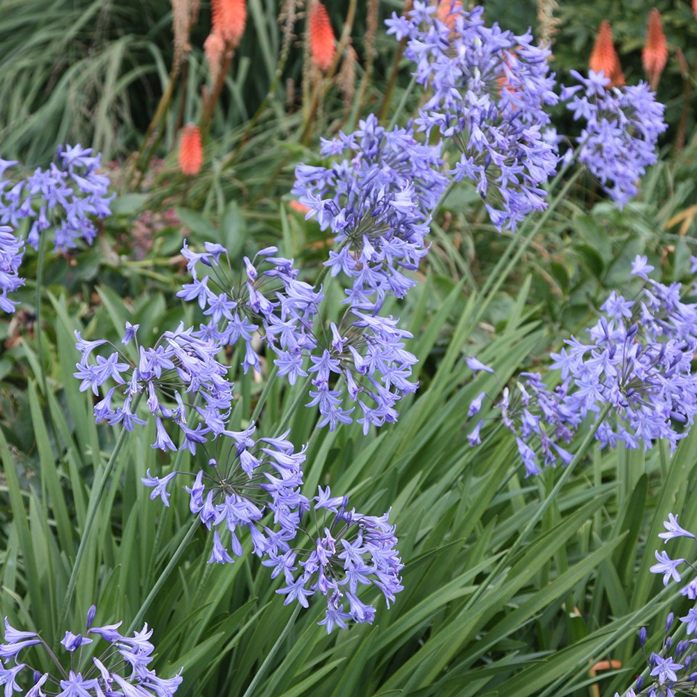 African lily African lily