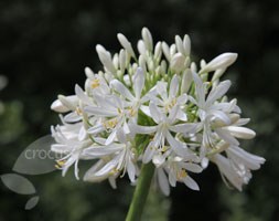 Agapanthus africanus 'Albus' (African lily)