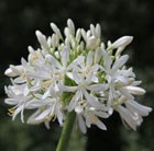 African Lily