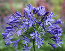 Agapanthus Headbourne hybrids (African lily)