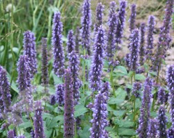 Agastache 'Blue Fortune' (Mexican giant hyssop)