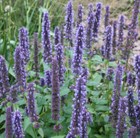 Mexican giant hyssop