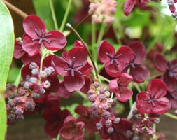 Akebia quinata (chocolate vine)