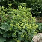 lady's mantle