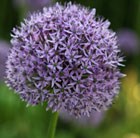 ornamental onion