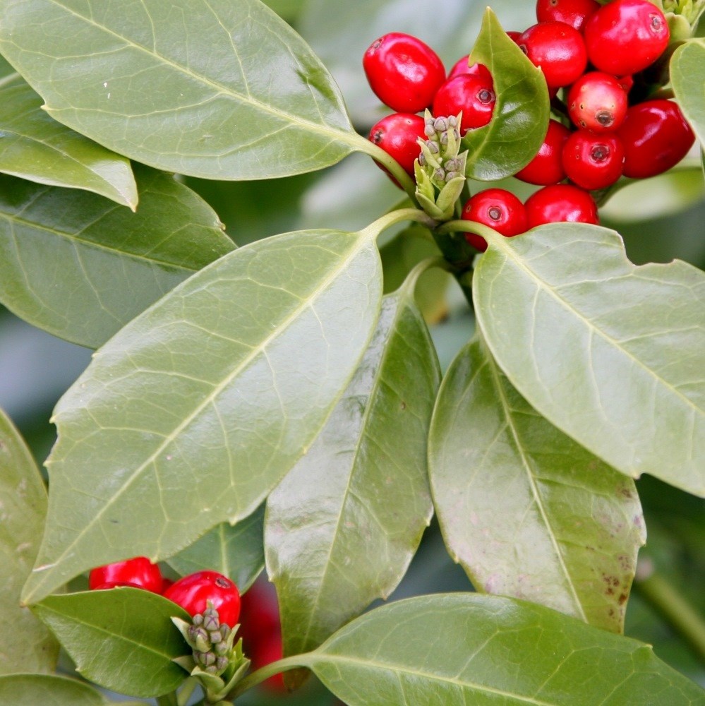 Japanese laurel