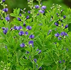 False Indigo