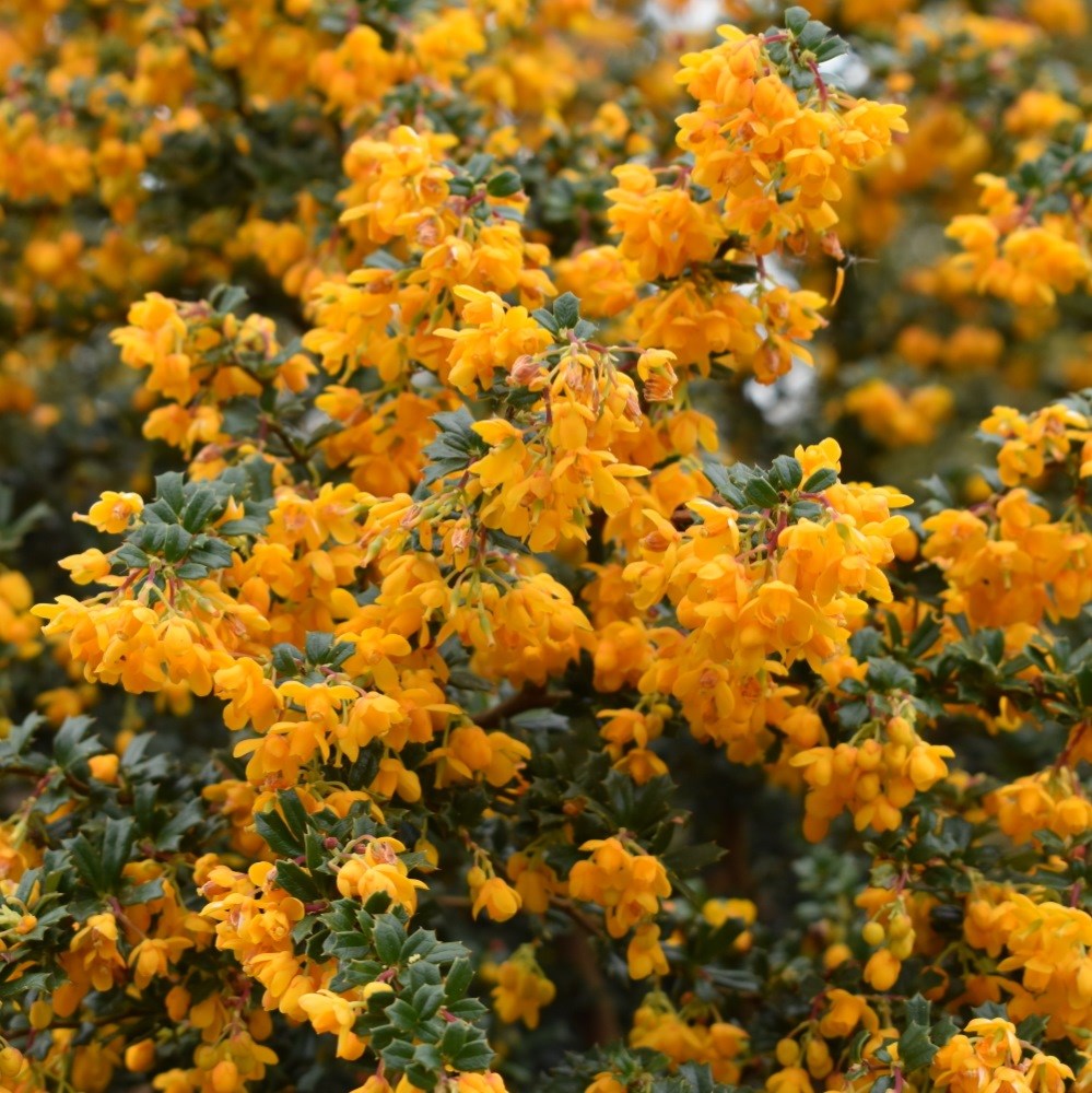 Darwin's barberry Darwin's barberry