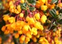Barberry