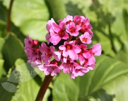 Bergenia cordifolia (elephant's ears / heart-leaf bergenia)